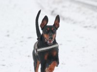 Brisco07
