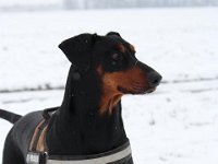 Brisco08