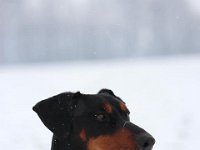 Brisco09