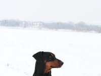 Brisco10