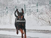 Brisco12