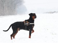 Brisco13
