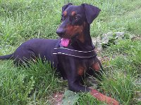 Brisco14