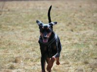 Brisco16