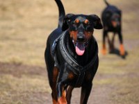 Brisco17