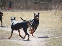 Brisco18