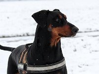 brisco003