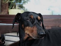 brisco005