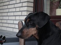 brisco006