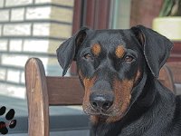 brisco007