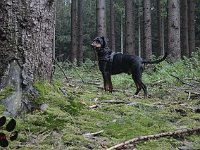 brisco008