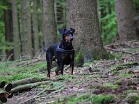 brisco011