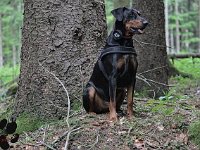 brisco012