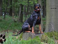 brisco014
