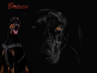 Brisco18
