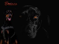Brisco18-Groß
