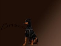 Brisco20t-Groß