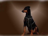 Brisco22