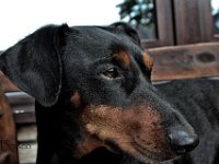 IMG 4929-Groß