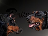 Brisco-1