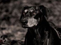 Brisco0017-hd