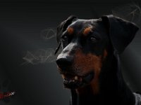Brisco0027-hd