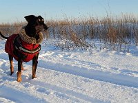 Brisco03