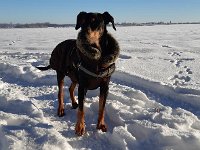 Brisco04