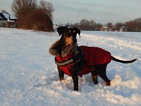 Brisco06
