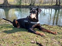 Brisco03