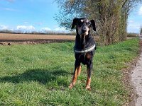 Brisco04