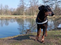 Brisco06